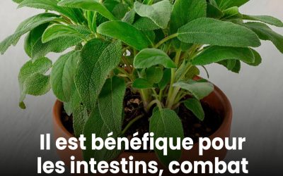Bienfaits et contre-indications de cette plante indispensable en cuisine