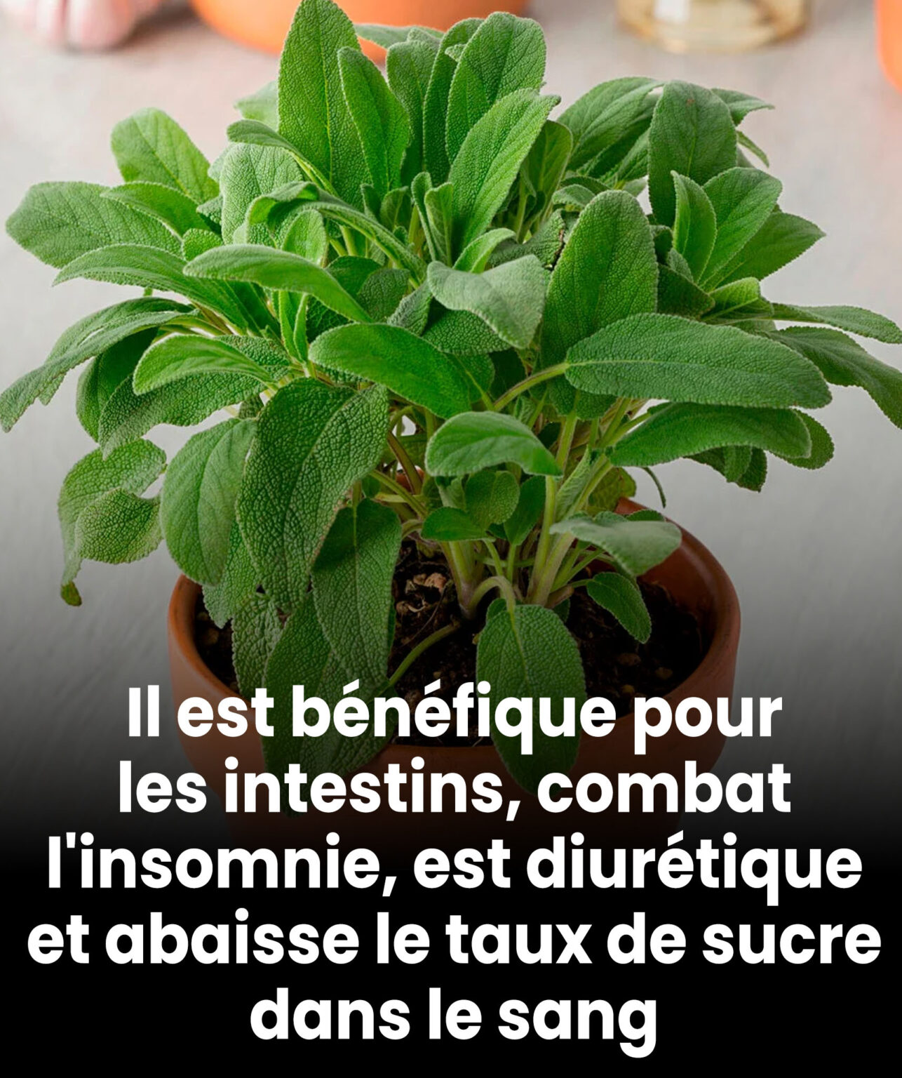 Bienfaits et contre-indications de cette plante indispensable en cuisine