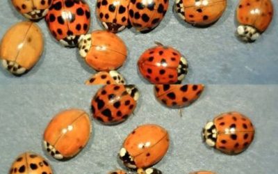 Ce que Cela Signifie que Si Vous Voyez une Coccinelle Jaune — de la Chance, la Science et le Symbolisme Expliqué