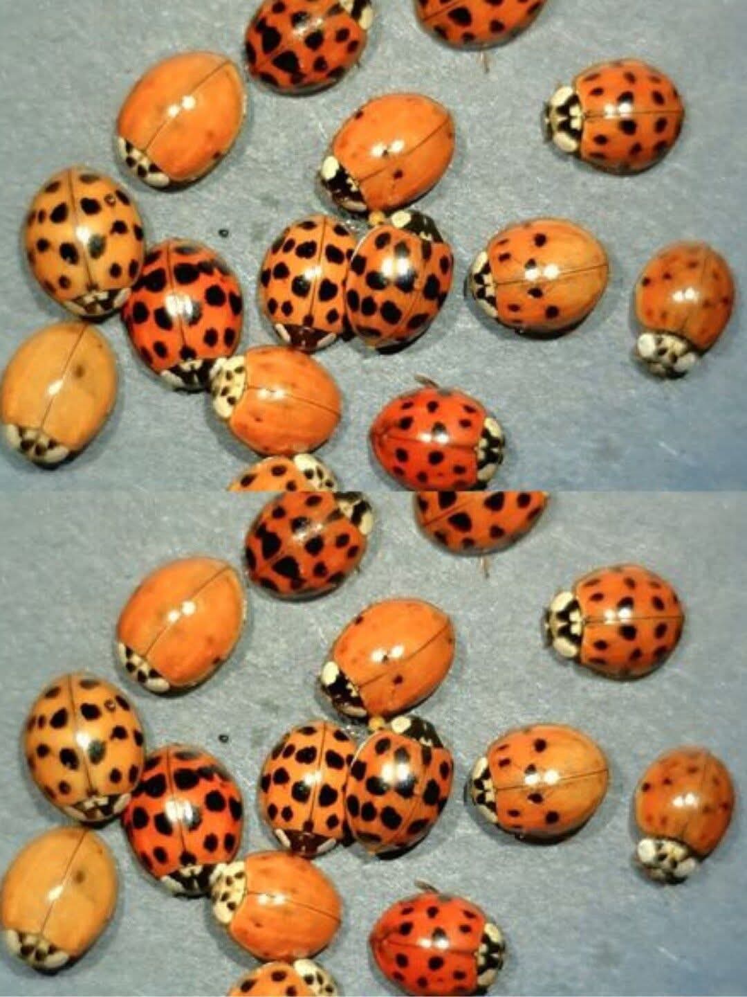 Ce que Cela Signifie que Si Vous Voyez une Coccinelle Jaune — de la Chance, la Science et le Symbolisme Expliqué
