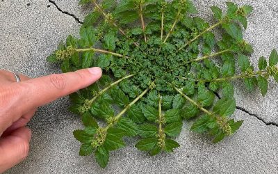 Juste une feuille de cette plante est vaut une mine d’or!