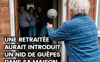 Espagne : une retraitée a lancé un nid de guêpes dans sa maison pour tenter de faire fuir des squatteurs