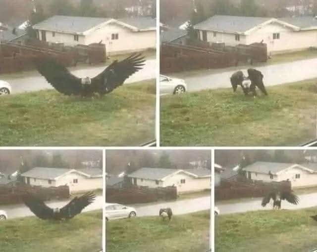 Un aigle géant filmé à Bro… voir plus… 😯⤵️