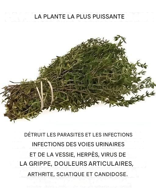 C’est l’une des plantes les plus puissantes au monde