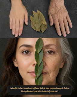 Feuille de laurier : le secret de la nature pour une peau jeune et sans rides ! ✨