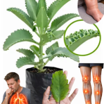 “Kalanchoe : Trésor vert qui guérit et renforce votre santé