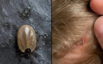 # Quelqu’un saurait-il de quel insecte il s’agit ? Je l’ai trouvé sur la tête de mon fils…