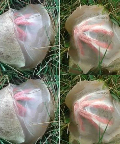 La découverte inattendue au jardin qui m’a appris quelque chose d’important !