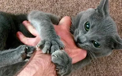 Pourquoi votre chat vous suit partout : les vraies raisons