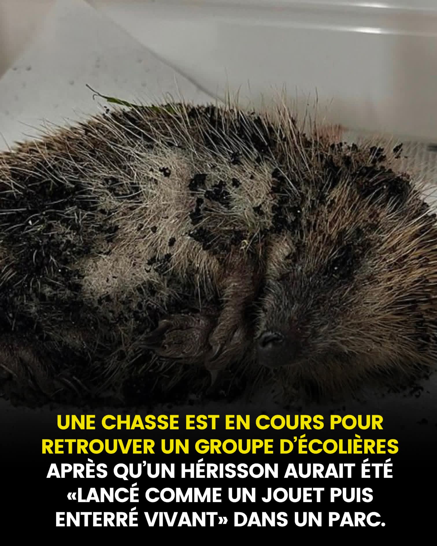 Une enquête est ouverte pour retrouver un groupe d’écolières « âgées de 11 ou 12 ans » après qu’un hérisson aurait été « lancé comme un jouet puis enterré vivant » dans un parc