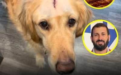 Son golden retriever a vaincu le cancer et il lui a préparé des steaks de viande pour célébrer chaque jour où elle a combattu la maladie