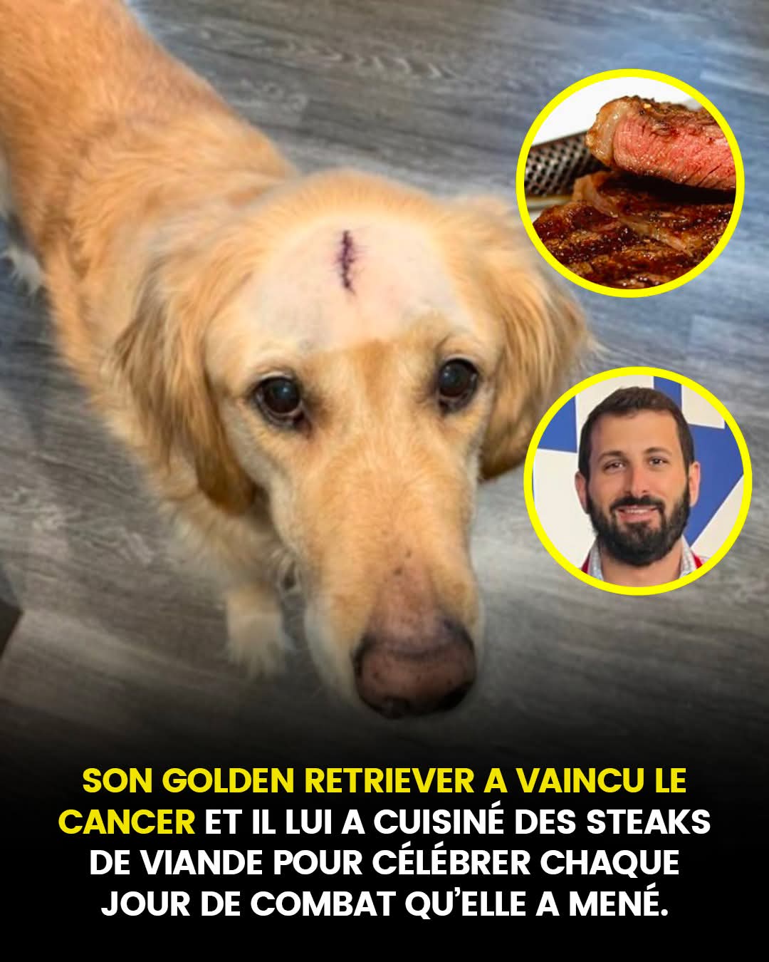 Son golden retriever a vaincu le cancer et il lui a préparé des steaks de viande pour célébrer chaque jour où elle a combattu la maladie
