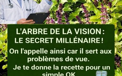 L’arbre de la vision : remède naturel pour prendre soin de vos yeux
