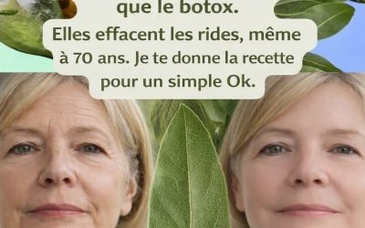 Le laurier est une plante fascinante, à la fois symbole de gloire dans