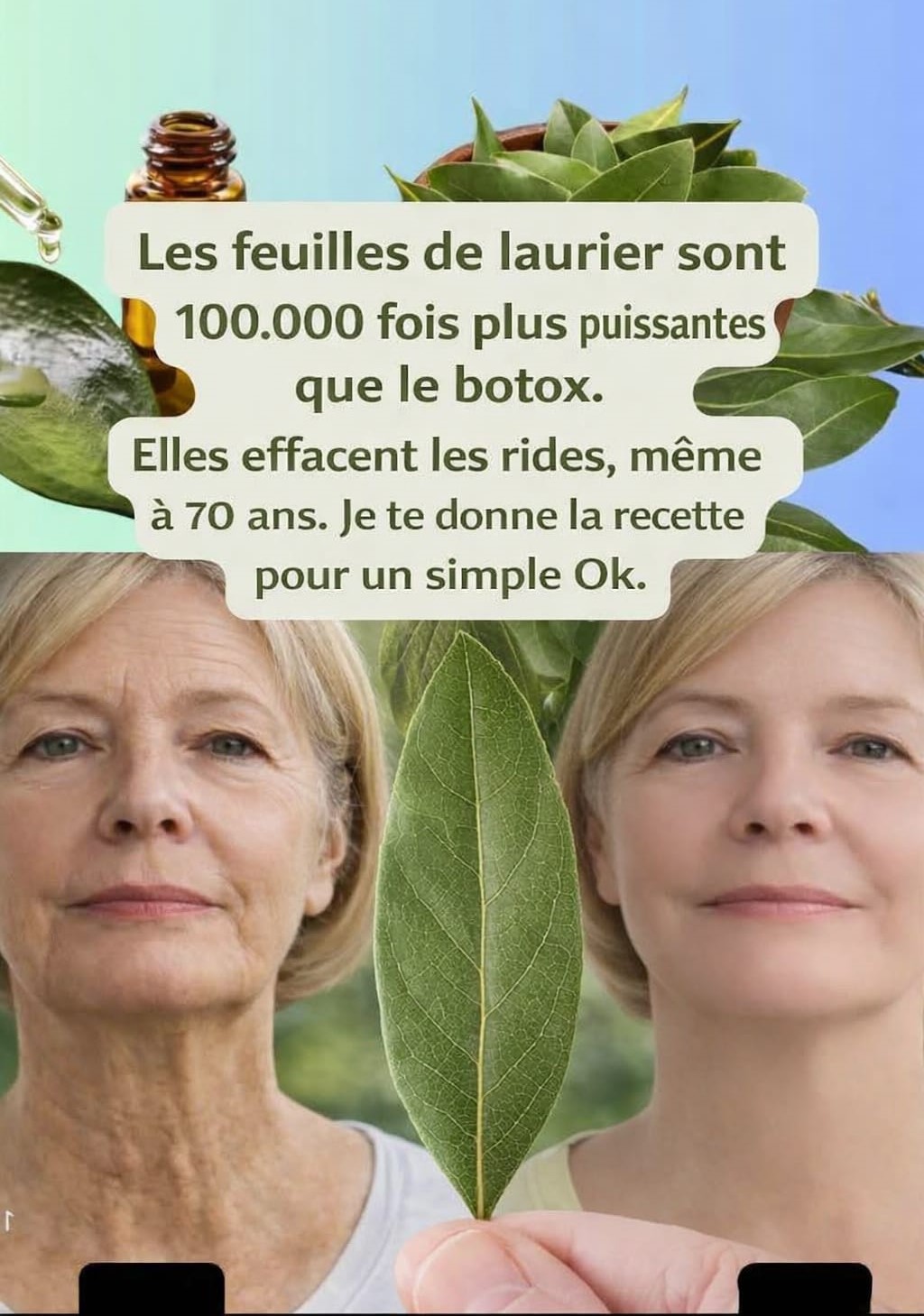 Le laurier est une plante fascinante, à la fois symbole de gloire dans