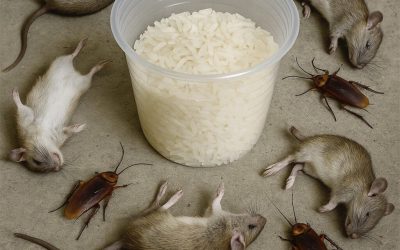 Repoussez les rats et les cafards grâce à ce remède.