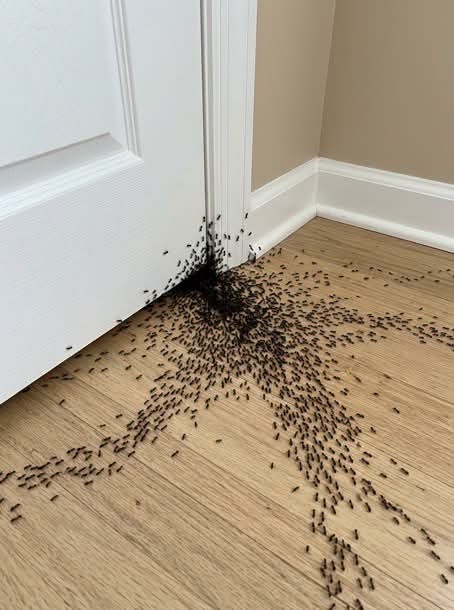 Votre maison abrite-t-elle un signe caché ? Ce que révèle vraiment l’apparition soudaine des fourmis