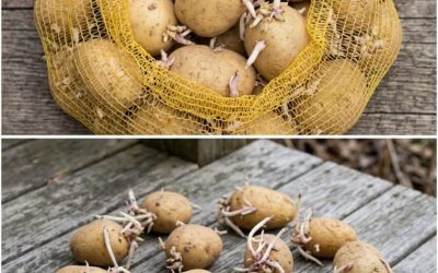Pommes de terre qui germent ? Ces astuces simples et efficaces vont révolutionner votre façon de les stocker