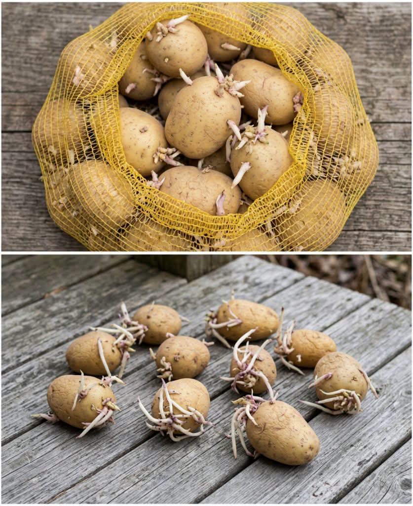 Pommes de terre qui germent ? Ces astuces simples et efficaces vont révolutionner votre façon de les stocker
